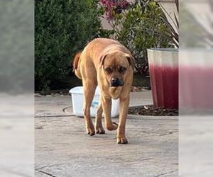 Boxer-Unknown Mix Dogs for adoption in Lodi, CA, USA