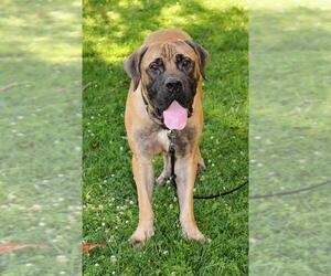 Mastiff Dogs for adoption in Chambersburg, PA, USA