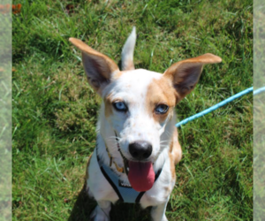 Australian Shepherd-Jack Russell Terrier Mix Dogs for adoption in Cranston, RI, USA