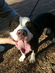 American Pit Bull Terrier-Unknown Mix Dogs for adoption in Cortaro, AZ, USA