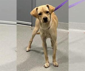 Beagle-Unknown Mix Dogs for adoption in San Martin, CA, USA