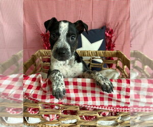 Mutt Dogs for adoption in Lakewood, CO, USA