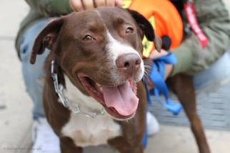 Borador Dogs for adoption in Brooklyn, NY, USA