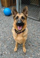 German Shepherd Dog Dogs for adoption in Washougal, WA, USA
