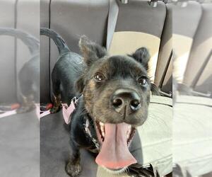 Labrador Retriever-Unknown Mix Dogs for adoption in San Antonio, TX, USA