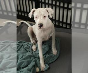 American Bulldog Dogs for adoption in Sanford, FL, USA