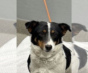 Border Collie-Unknown Mix Dogs for adoption in Las Vegas, NV, USA