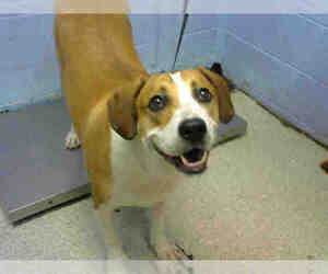 American Foxhound Dogs for adoption in Atlanta, GA, USA