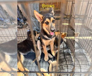 German Shepherd Dog-Huskies  Mix Dogs for adoption in San Diego, CA, USA