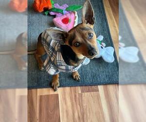 Chihuahua-Unknown Mix Dogs for adoption in Denver , CO, USA