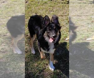 Australian Shepherd Dogs for adoption in Oviedo, FL, USA