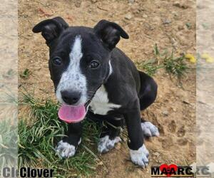 American Pit Bull Terrier Dogs for adoption in Maryville, TN, USA