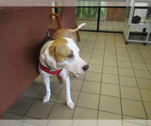 American Pit Bull Terrier Dogs for adoption in Ocala, FL, USA