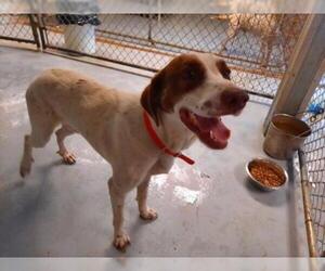 Lab-Pointer Dogs for adoption in Iroquois, IL, USA