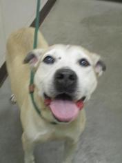Labrador Retriever-Unknown Mix Dogs for adoption in Colfax, IL, USA