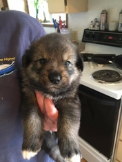Alaskan Husky-Saint Bernard Mix Dogs for adoption in Juneau, AK, USA