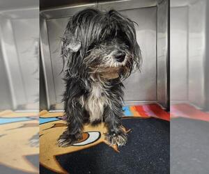 Mutt Dogs for adoption in Downey, CA, USA