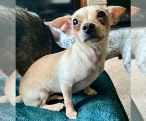 Chihuahua-Unknown Mix Dogs for adoption in Andover, MN, USA