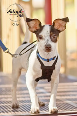 Mutt Dogs for adoption in Fountain Hills, AZ, USA