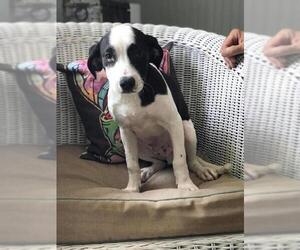 Borador Dogs for adoption in Grovertown, IN, USA