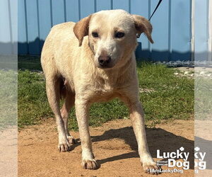 Labrador Retriever-Unknown Mix Dogs for adoption in Washington, DC, USA
