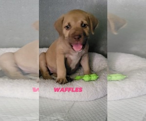 Mutt Dogs for adoption in Brooksville, FL, USA