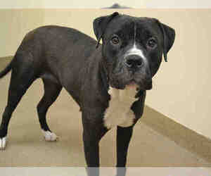 Bullboxer Pit Dogs for adoption in Aurora, CO, USA