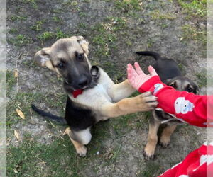 German Shepherd Dog Dogs for adoption in Lakewood, CO, USA