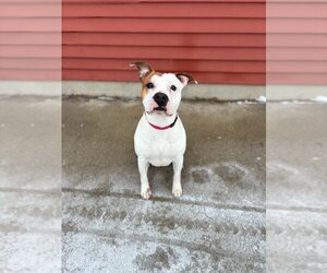 Staffordshire Bull Terrier Dogs for adoption in Fargo, ND, USA