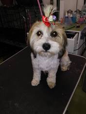 Medium Photo #1 Mal-Shi Puppy For Sale in San Bernardino, CA, USA