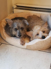 Mutt Dogs for adoption in Tenafly, NJ, USA