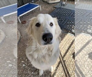 Great Pyrenees Dogs for adoption in Foristell, MO, USA