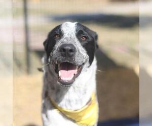 Mutt Dogs for adoption in San Antonio, TX, USA