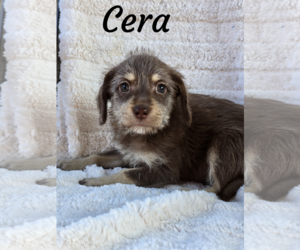 Mutt Dogs for adoption in Phelan, CA, USA