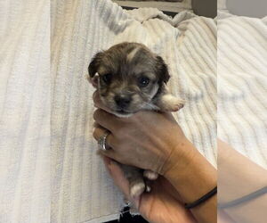 Chihuahua-Unknown Mix Dogs for adoption in Jackson Township, NJ, USA