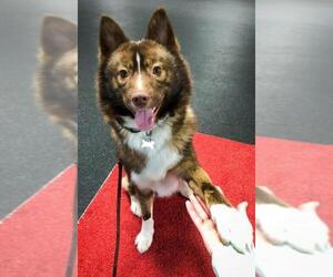 Pomsky Dogs for adoption in Westmont, IL, USA