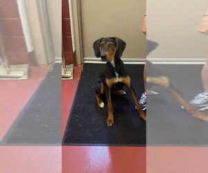 Black and Tan Coonhound-Unknown Mix Dogs for adoption in Westminster, MD, USA