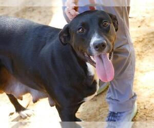 Labrador Retriever-Unknown Mix Dogs for adoption in Tallahassee, FL, USA