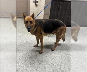 German Shepherd Dog-Unknown Mix Dogs for adoption in Conroe, TX, USA