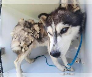 Huskies -Unknown Mix Dogs for adoption in Houston, TX, USA