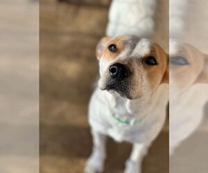 Labrador Retriever-Unknown Mix Dogs for adoption in Oak Bluffs, MA, USA