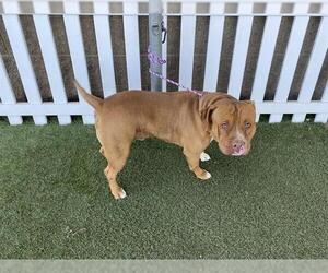 Mutt Dogs for adoption in Modesto, CA, USA