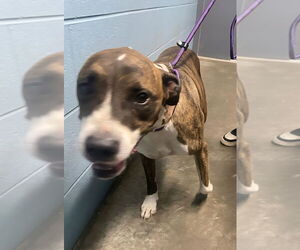 American Pit Bull Terrier-Unknown Mix Dogs for adoption in Evansville, IN, USA