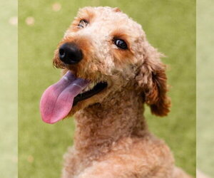 Labrador Retriever-Unknown Mix Dogs for adoption in Canton, CT, USA