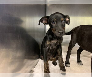 American Staffordshire Terrier-Labrador Retriever Mix Dogs for adoption in Grand Prairie, TX, USA
