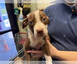 Mutt Dogs for adoption in Tulsa, OK, USA
