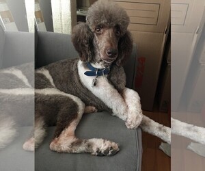 Poodle (Standard) Dogs for adoption in Orange, CA, USA