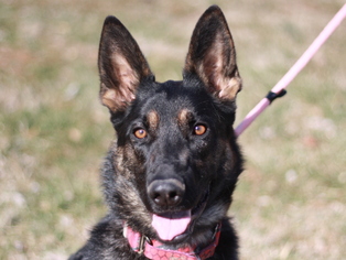 German Shepherd Dog Dogs for adoption in Cookeville, TN, USA