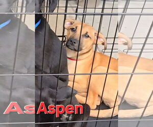 Huskies -Labrador Retriever Mix Dogs for adoption in McDonough, GA, USA