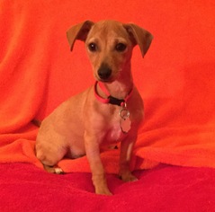 Chiweenie Dogs for adoption in Colorado Springs , CO, USA